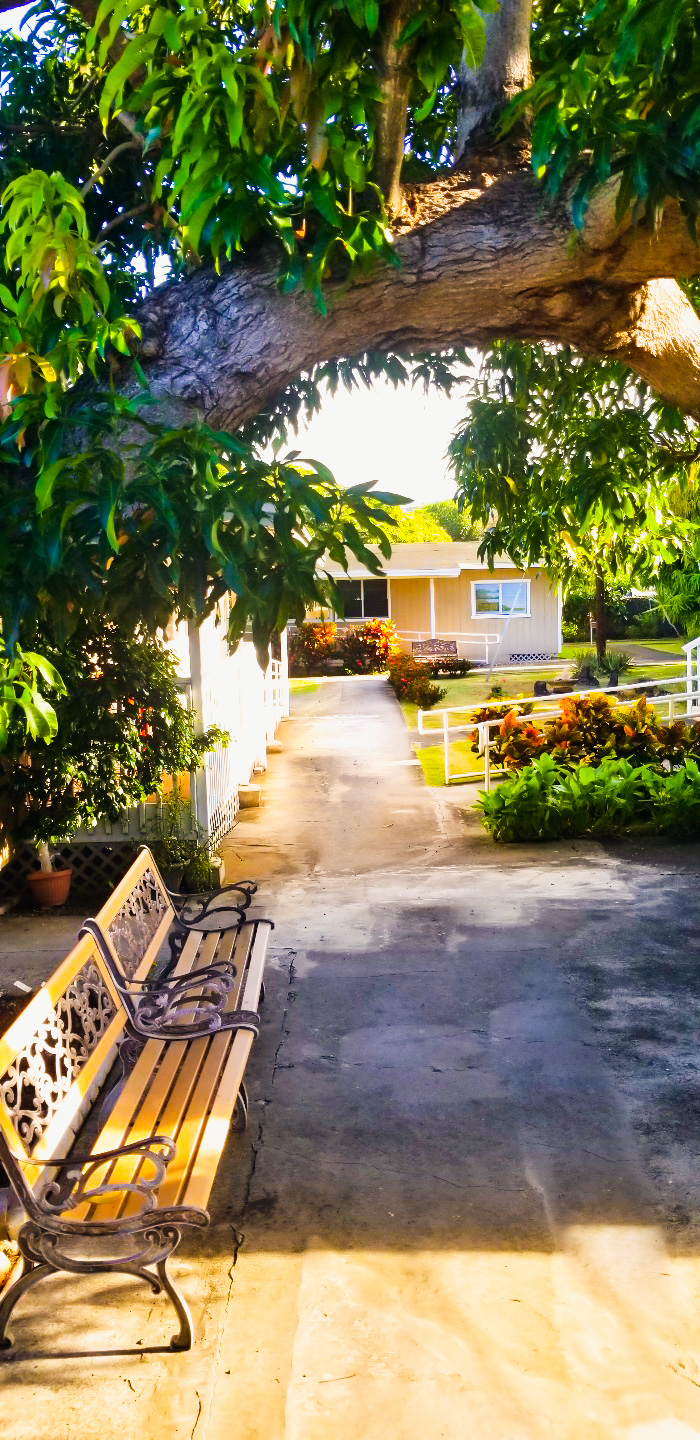 Garden seating through the mango tree