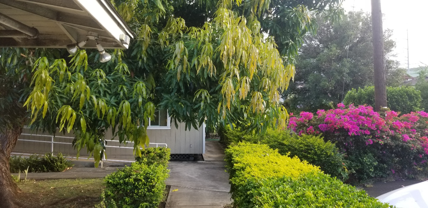 Side garden with bougainvillea in bloom